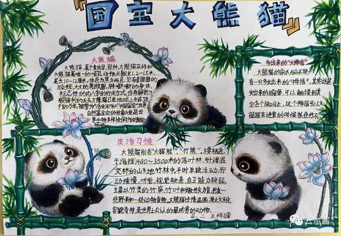 熊猫手抄报写什么图片