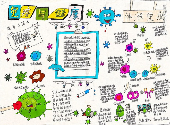 生物手抄报免疫系统图片