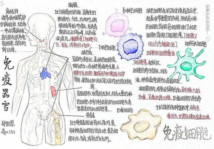 生物手抄报免疫系统图片