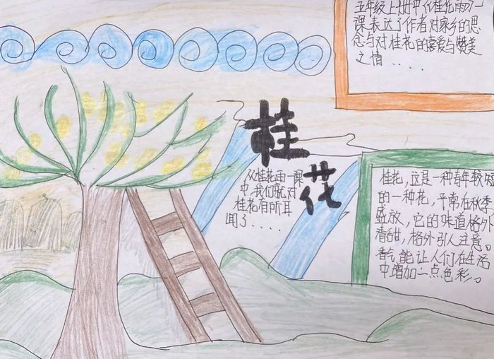 桂花雨手抄报五年级