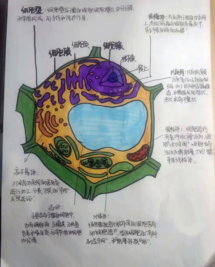 高一细胞手抄报图片