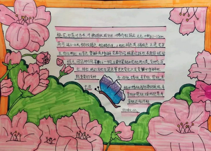 桃花手抄报简单又漂亮三年级(精选13张)